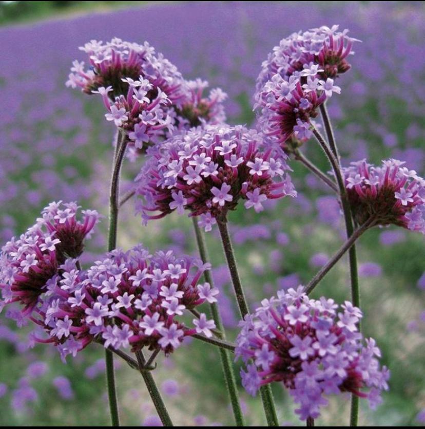 Tuinplanten - Verbena - Ijzerhard - Chemievrij - Vlinders, Tuin en Terras, Planten | Tuinplanten, Overige soorten, Volle zon, Vaste plant