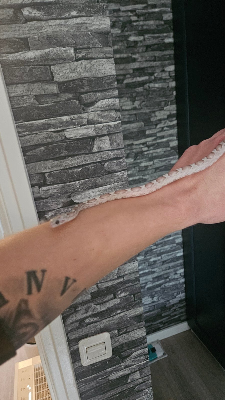 0.1 pantherophis guttatus ghost pied sided Corn Snake photo 4