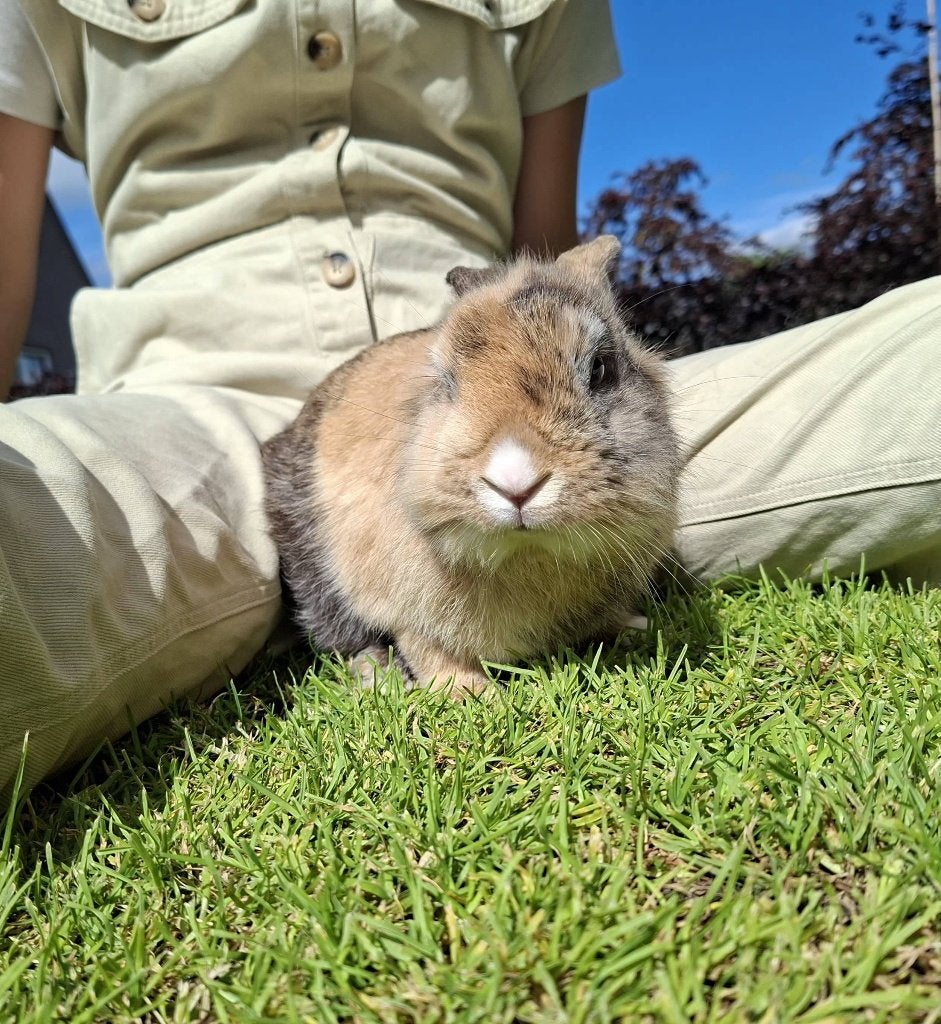 Lieve leuke kindvriendelijke konijnen, Dieren en Toebehoren, Konijnen, Meerdere dieren, Middelgroot, 0 tot 2 jaar