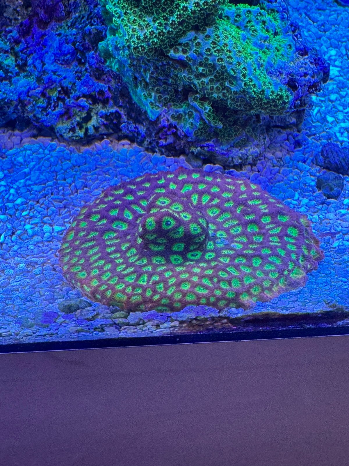 Favia sector 001 koraal zeeaquarium, Dieren en Toebehoren, Vissen | Aquariumvissen, Overige typen