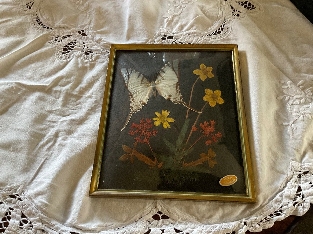 Oude lijst bol glas met kunstwerk vlinder en droogbloemen, Ophalen of Verzenden, Gebruikt, Glas