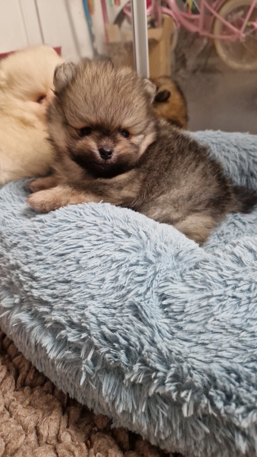 Pups beschikbaar. Raszuivere pomeranian/pomeriaan/dwergkees, Keeshond, 8 tot 15 weken, Meerdere, Meerdere dieren