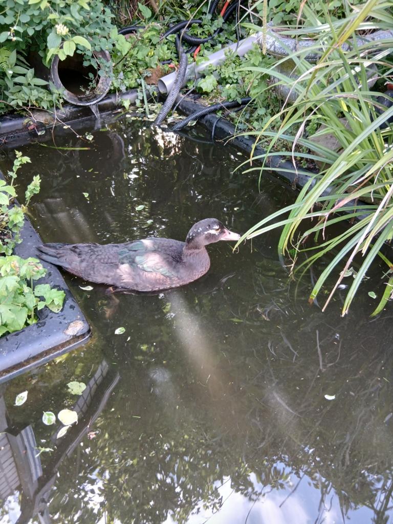 Jonge man muskuseend., Dieren en Toebehoren, Pluimvee, Mannelijk, Eend