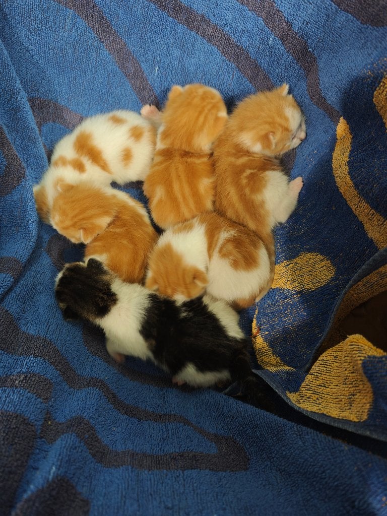 6 super lieve kittens, Meerdere dieren, Ontwormd, 0 tot 2 jaar