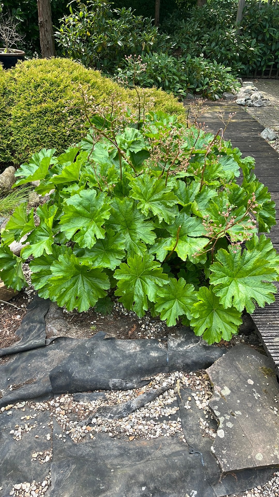 Vaste buitenplant, Tuin en Terras, Planten | Struiken en Hagen, Ophalen, Overige soorten, Minder dan 100 cm