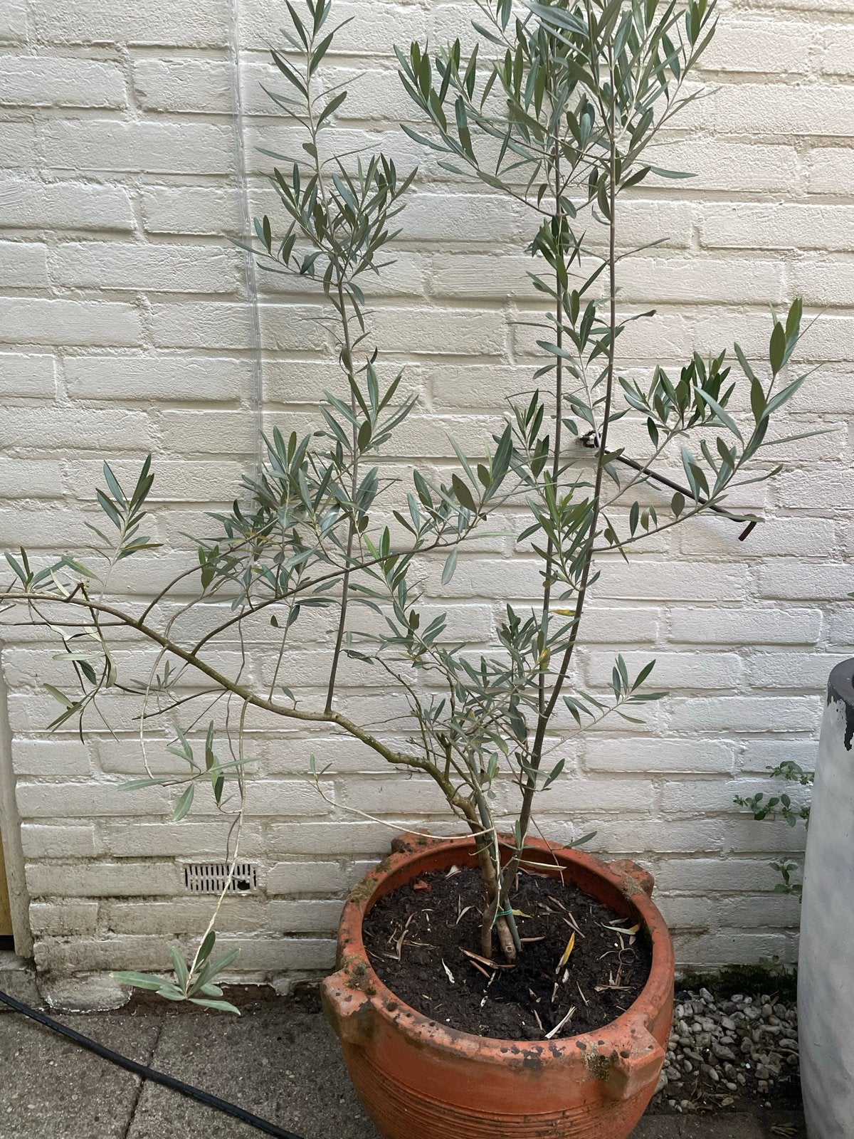 Terracotta vintage plantenpot - H: 29 cm, D: 39 cm, Tuin en Terras, Bloempotten, Gebruikt, Rond, Minder dan 40 cm, Terracotta