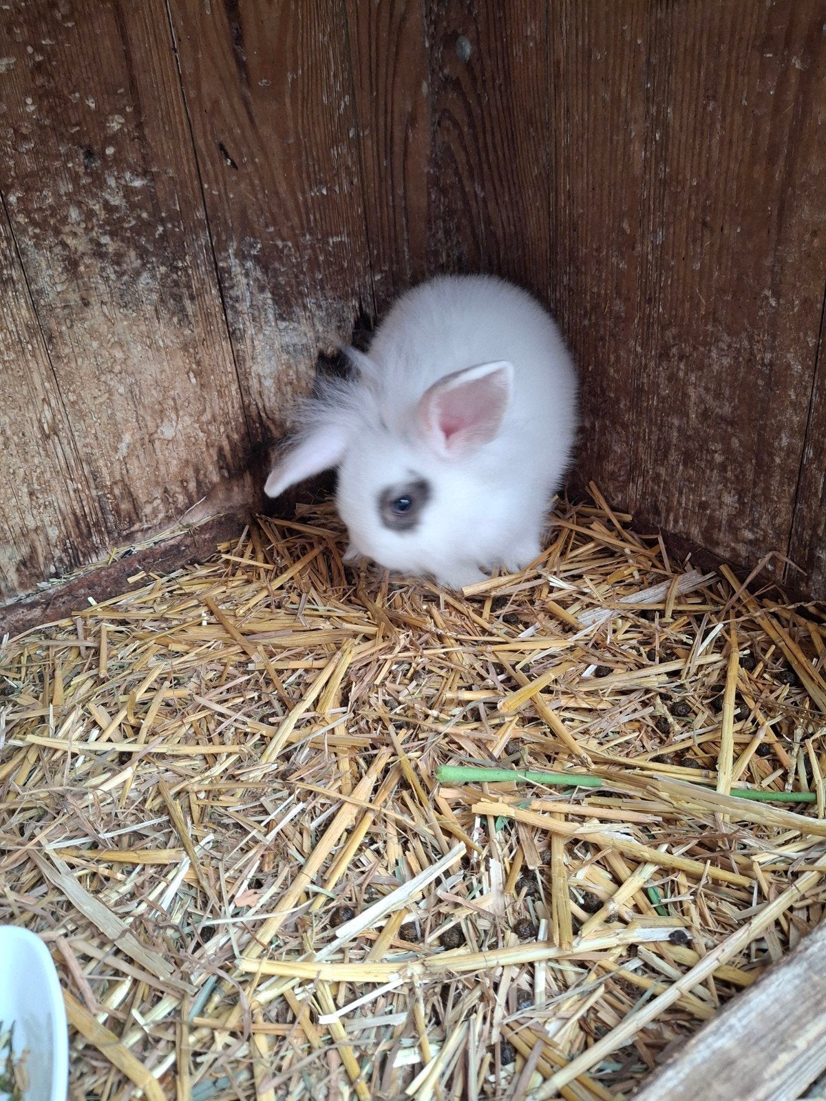 Mooie kleine konijnen, Dieren en Toebehoren, Meerdere dieren, Middelgroot, 0 tot 2 jaar