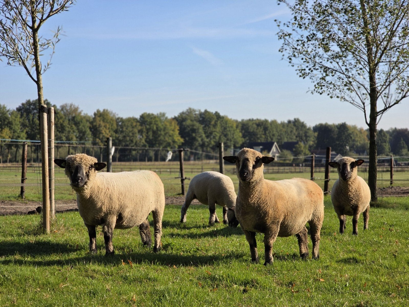 Hampshiredown stamboek ooien, Vrouwelijk, Schaap, 0 tot 2 jaar