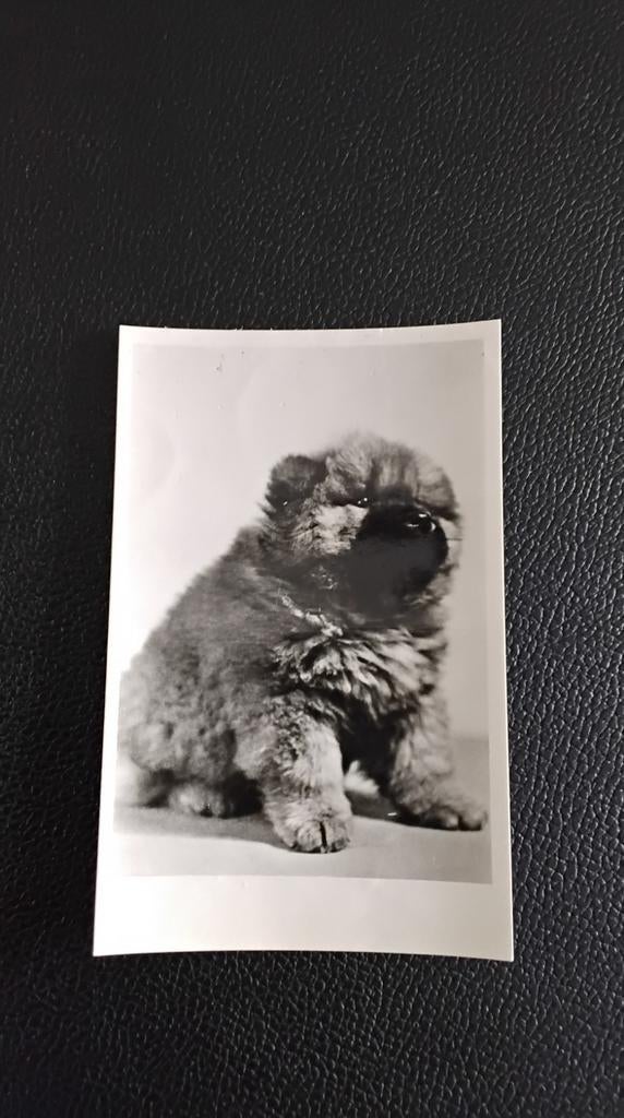 Vintage foto van schattige Chow Chow puppy, Gebruikt, Foto, Ophalen of Verzenden, Voor 1940