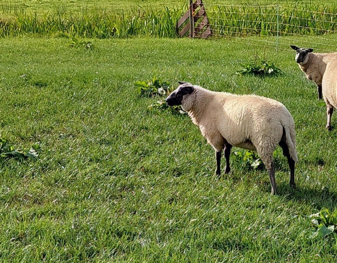 2 bleu du maine ooilammeren., Dieren en Toebehoren, Schapen, Geiten en Varkens, Vrouwelijk, Schaap, 0 tot 2 jaar