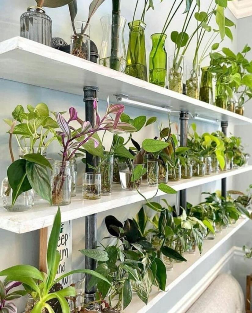 Kamerplanten stekjes bundel 10 stuks voor €15 euro, Huis en Inrichting, Kamerplanten, Overige soorten, Minder dan 100 cm, Groene kamerplant
