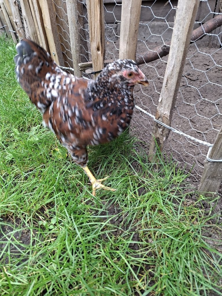 Jonge wyandotte krielhanen . Rood-Porselijn. Super Tam, Dieren en Toebehoren, Mannelijk, Kip
