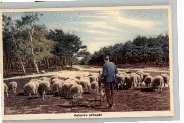 Veluwse scheper met kudde, Verzamelen, Verzenden, Voor 1920, Ongelopen, Zuid-Holland