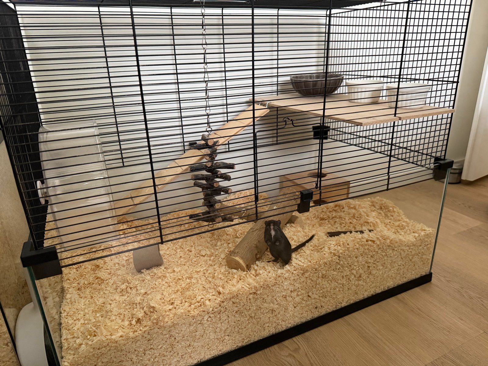 Kooi, Ophalen, Minder dan 75 cm, Kooi, Minder dan 60 cm