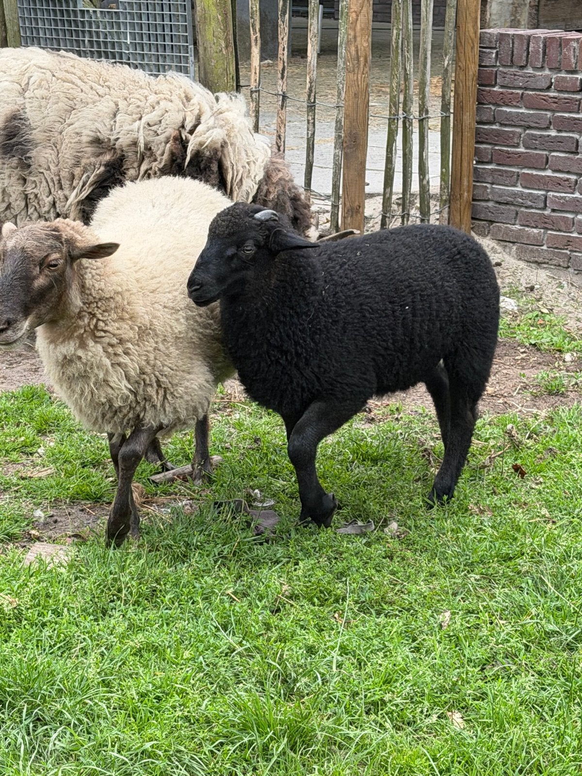 Schaapjes, Dieren en Toebehoren, Mannelijk, Schaap