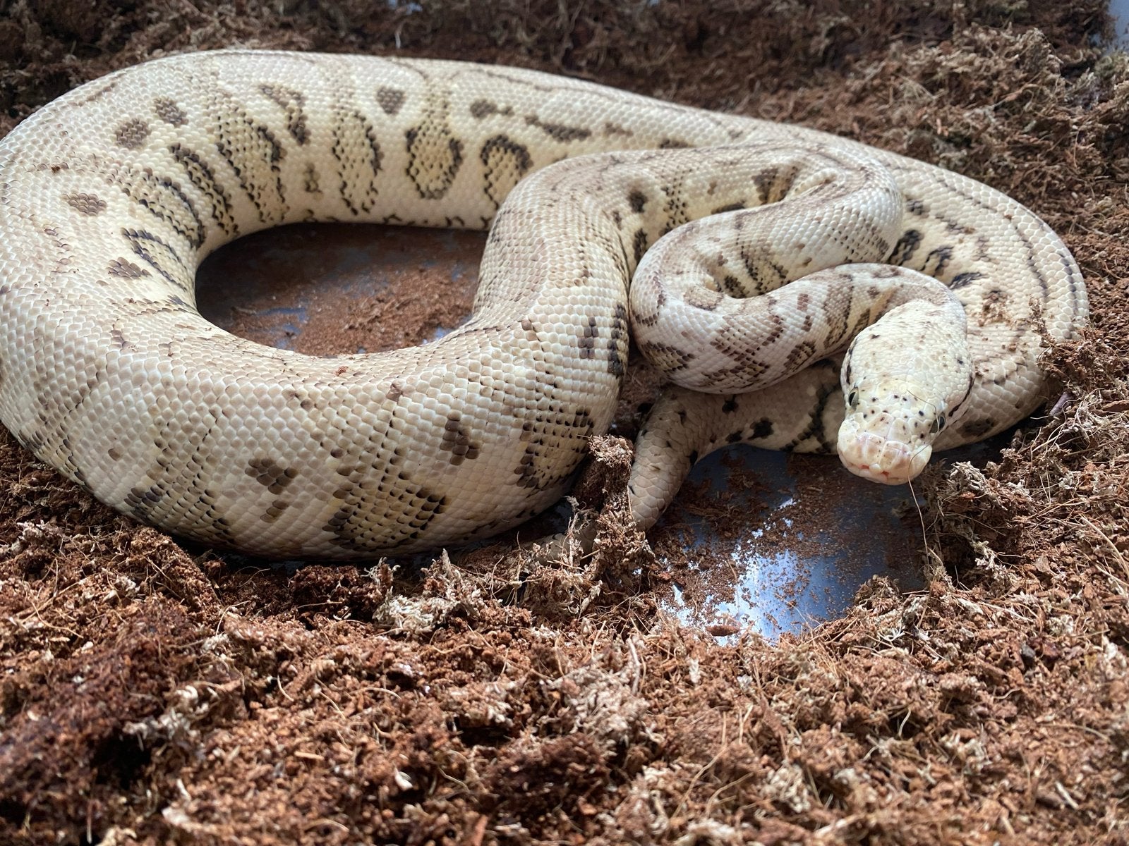 0.1 Leopard pinstripe piebald 66% het albino, Dieren en Toebehoren, Reptielen en Amfibieën, Slang, Tam, 3 tot 6 jaar