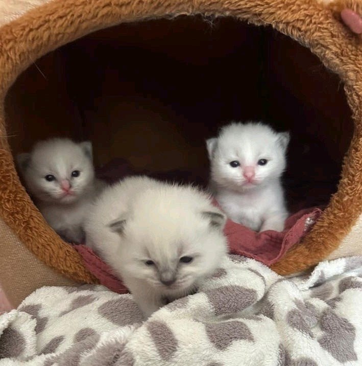 Prachtige raszuivere Ragdoll kittens zoeken goed huisje ♡, Dieren en Toebehoren, Meerdere dieren, Ontwormd, 0 tot 2 jaar