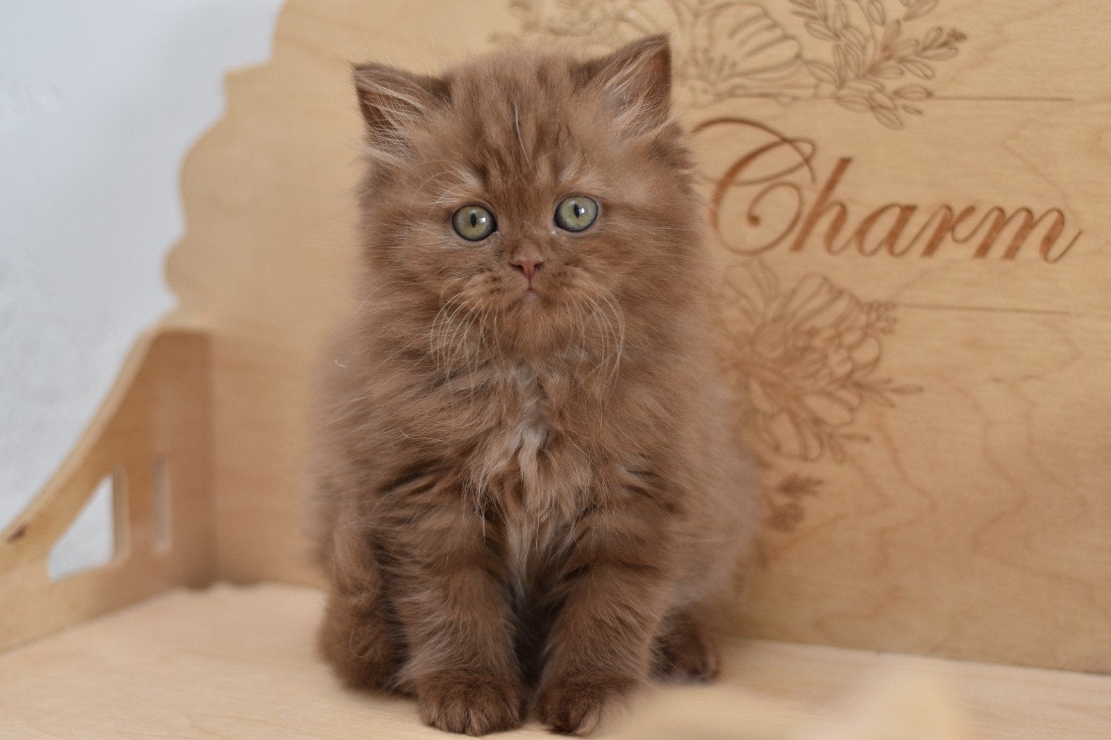Britse Langhaar Cinnamon Kater – Nelson, Kater, Met stamboom, 0 tot 2 jaar