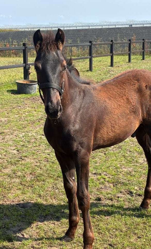 KWPN Dressuurveulen v. Lord Leatherdale x Ferdeaux x Ampère, Dieren en Toebehoren, Dressuurpaard, 0 tot 2 jaar, Hengst, Met stamboom
