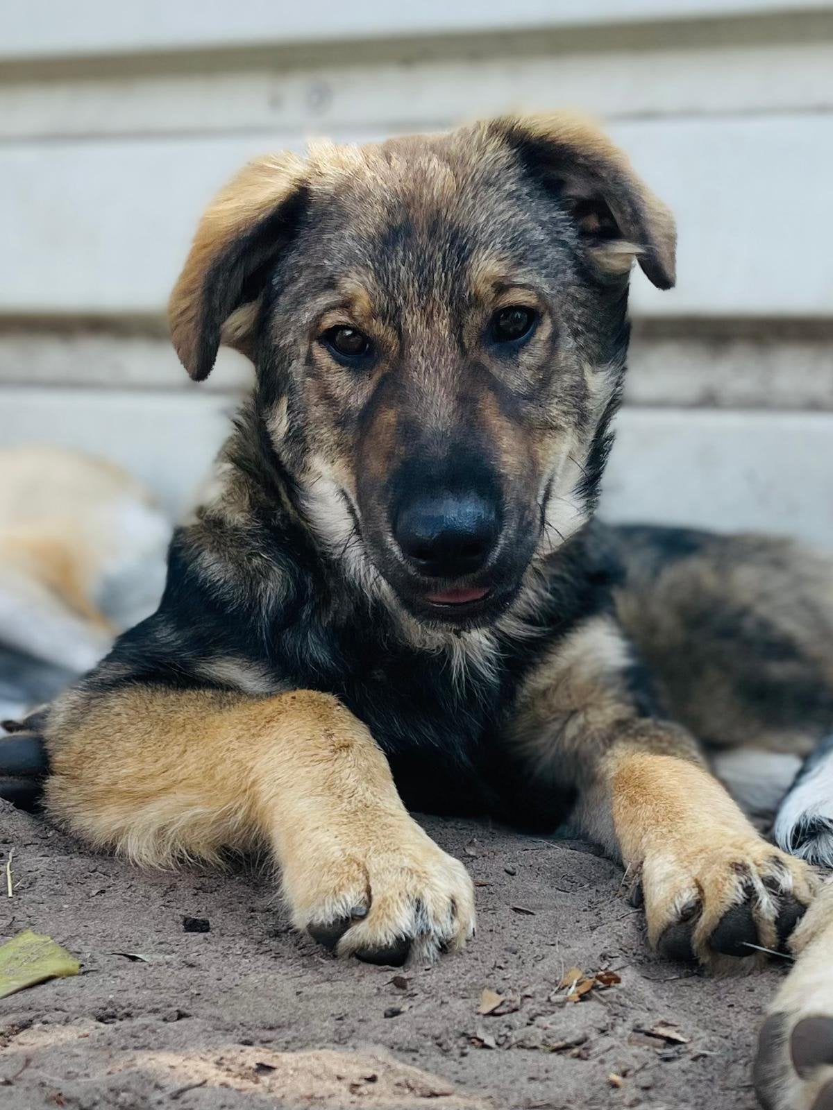 Koda berghond mix reutje 4 maanden ( in NL), Dieren en Toebehoren, Particulier, 15 weken tot 1 jaar, Reu, Buitenland