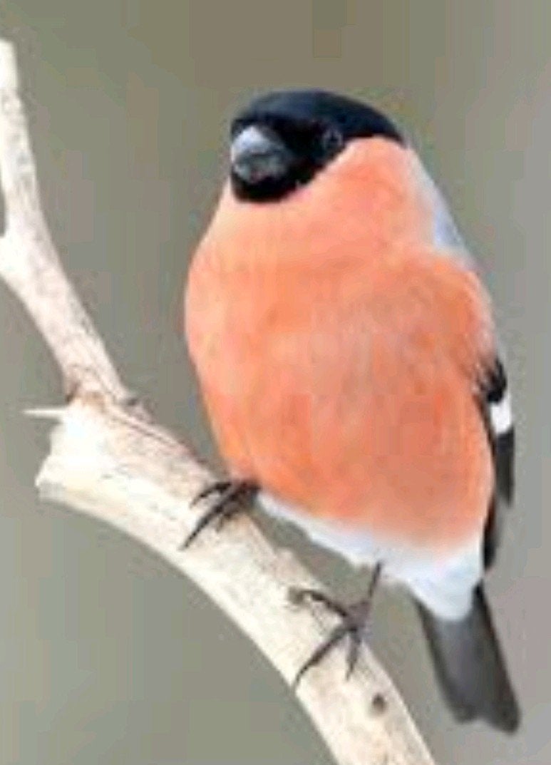 Major Goudvink Man, Dieren en Toebehoren, Vogels | Overige Vogels, Mannelijk, Wildzangvogel