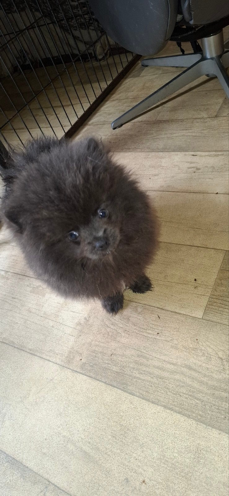 Nog 1 ,kort gebouwd  blauw pomeriaan reutje, Keeshond, Meerdere, Meerdere dieren, Nederland