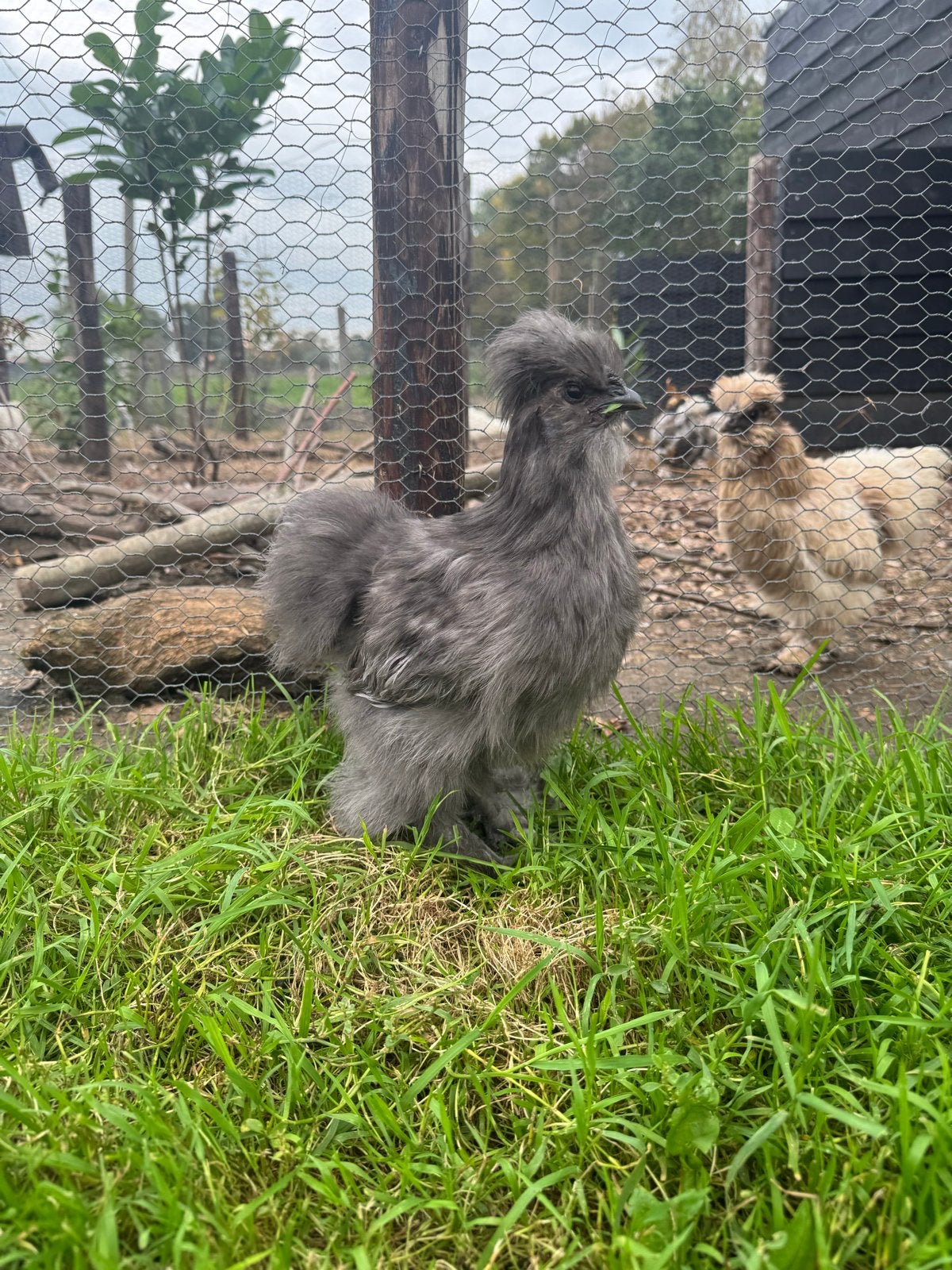 Usa zijdehoender hanen, Dieren en Toebehoren