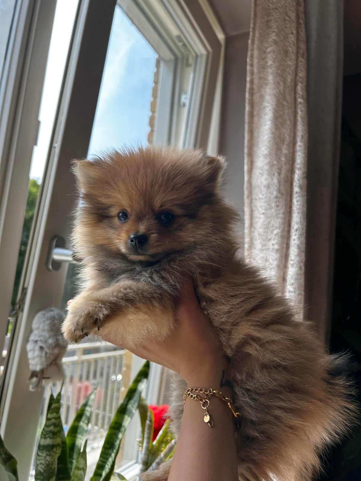 Pomeriaan pup (reutje), Overige rassen, 8 tot 15 weken, Teef, Parvo