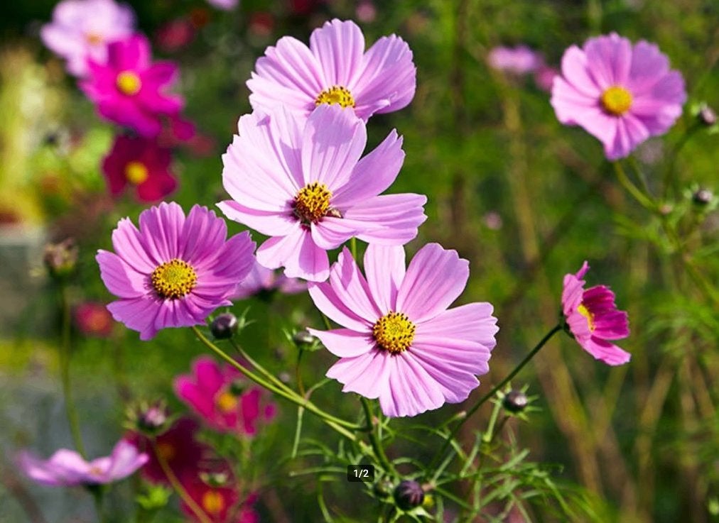 Biologische Cosmea Mix Zaden (250 zaden), Ophalen of Verzenden, Volle zon, Zaad