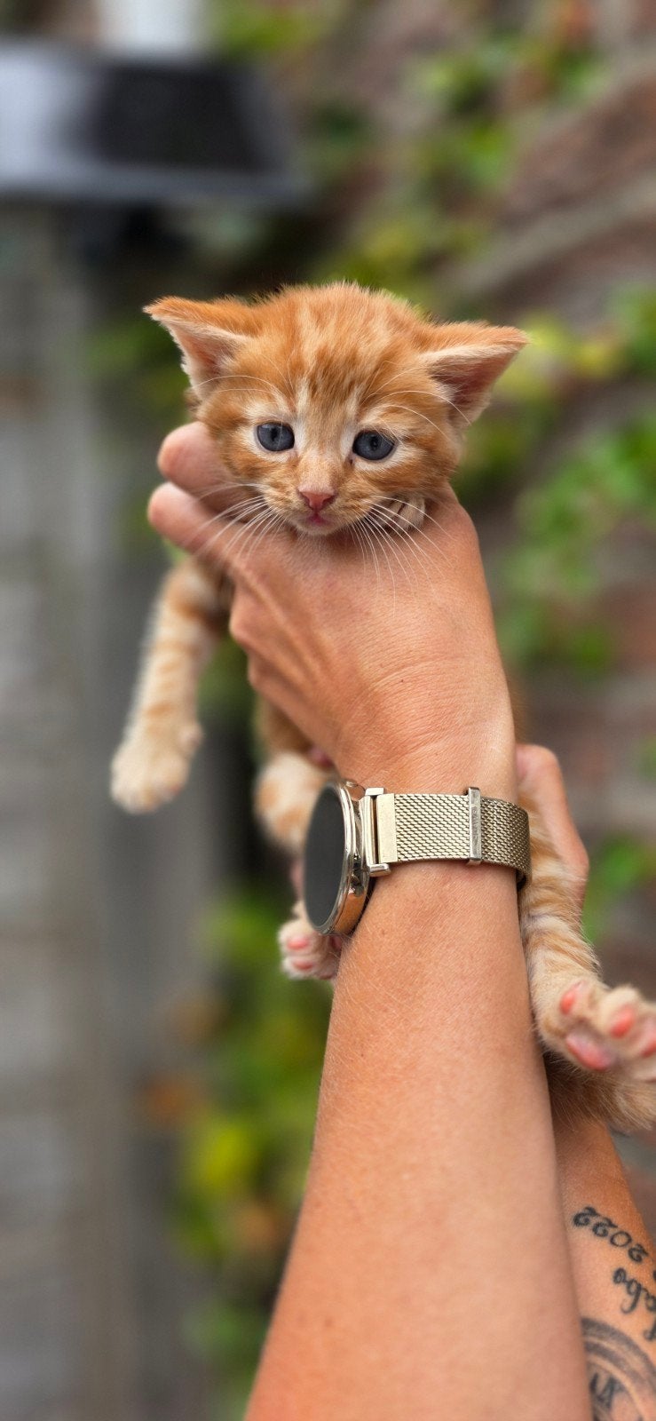 kruising maine coon kittens, Dieren en Toebehoren, Katten en Kittens | Raskatten | Langhaar, Meerdere dieren, Ontwormd