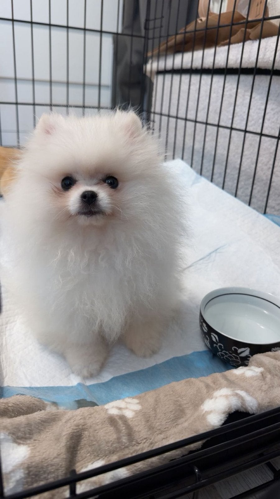 Pomeranian reutje van 4 maanden zoekt liefdevol thuis, Dieren en Toebehoren, 15 weken tot 1 jaar, CDV (hondenziekte), Eén hond