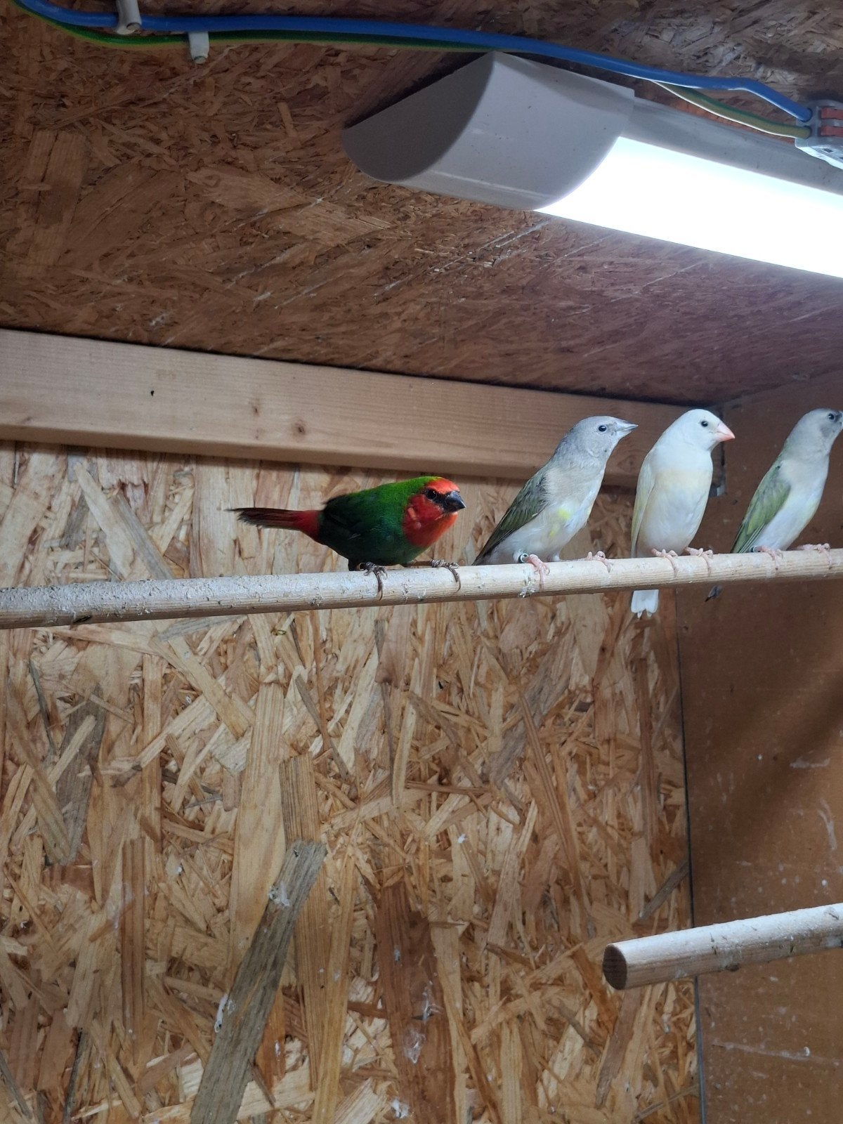 roodkoppapegaaiamadine 2026, Dieren en Toebehoren, Vogels | Overige Vogels, Mannelijk, Tropenvogel