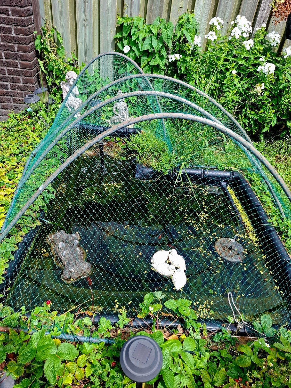 Goudvissen en zuurstofplanten voor vijver (1.65x1.40m), Tuin en Terras, Vijvers, Ophalen