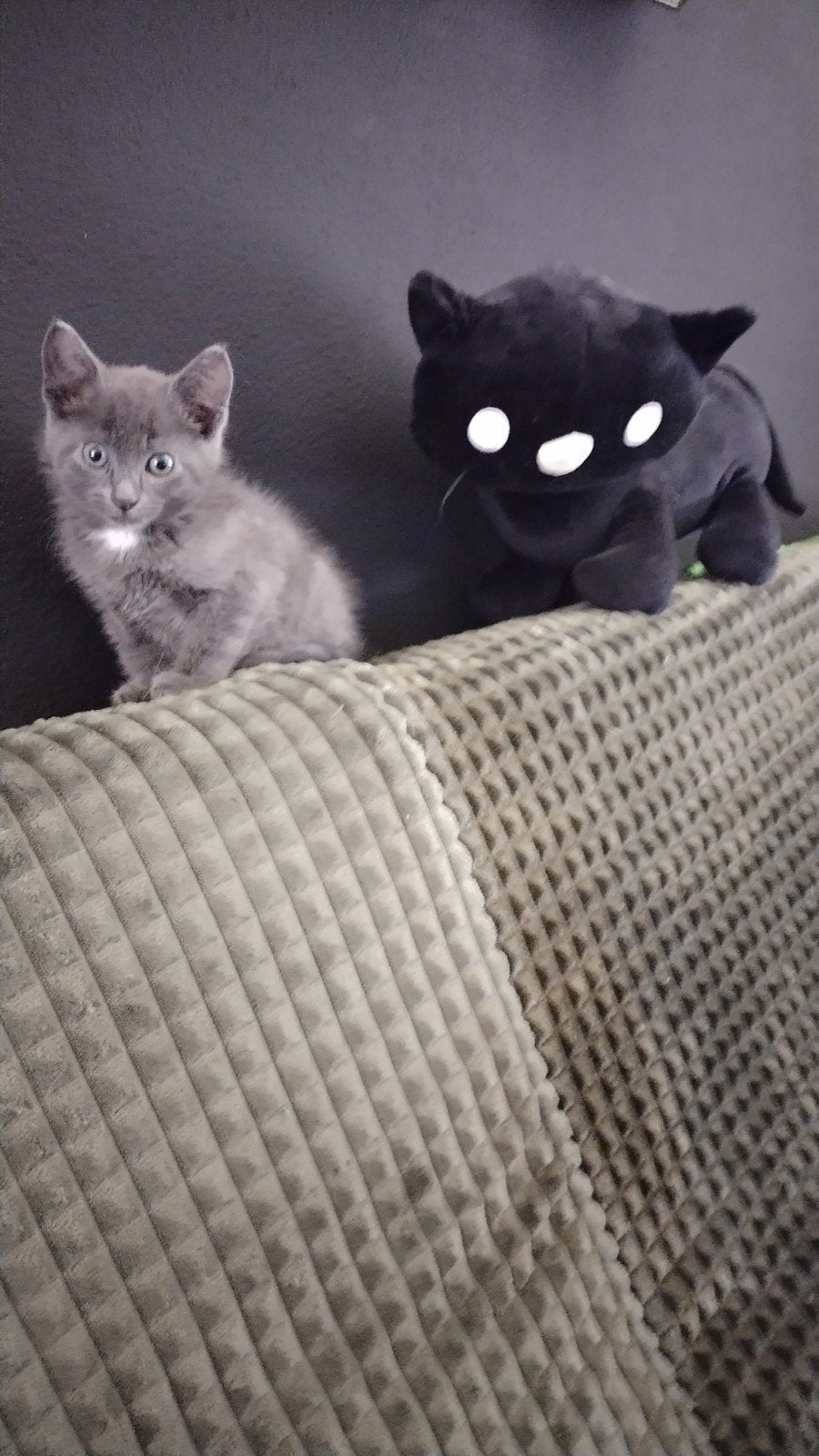Grijze kitten te koop aangeboden van 9 weken oud., Dieren en Toebehoren, Katten en Kittens | Overige Katten, Kater, Kortharig