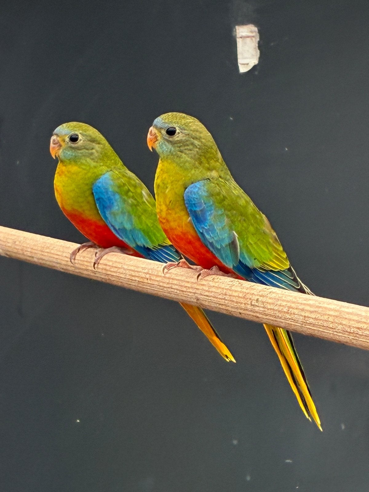 Turquoisine parkieten (Neophema), Dieren en Toebehoren, Meerdere dieren, Parkiet