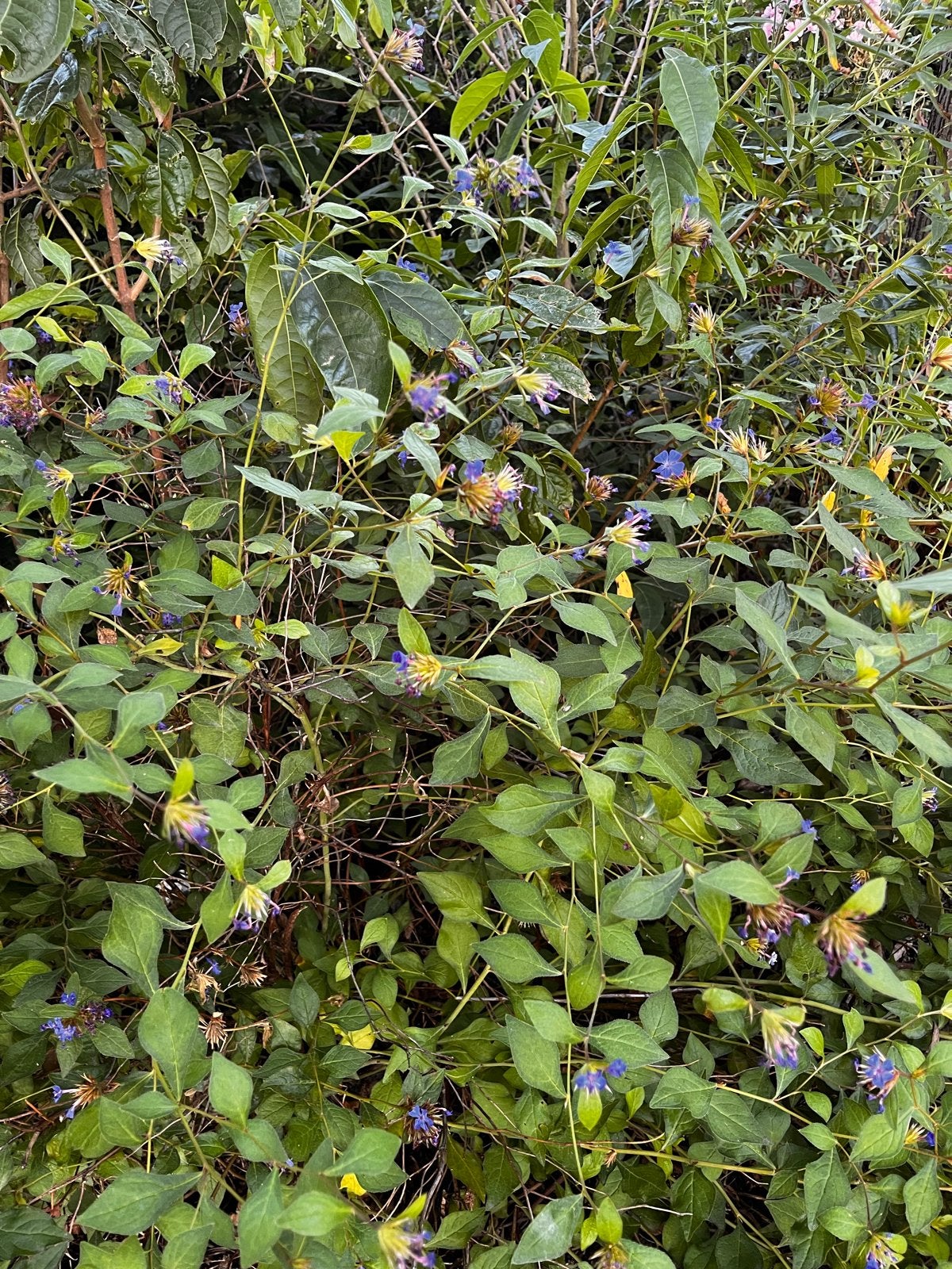 Honingbes (Lonicera caerulea) - winterharde fruitplant, Ophalen, Volle zon, Vaste plant, Fruitplanten