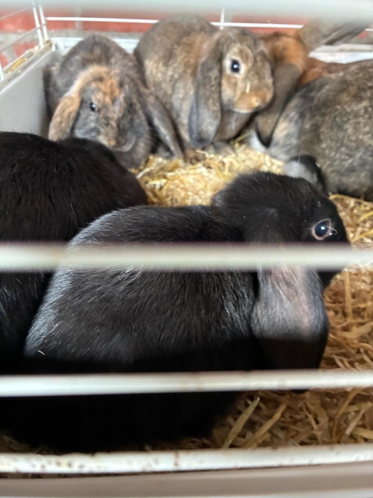 konijnen, Juli, Meerdere dieren, Overige typen, Tam