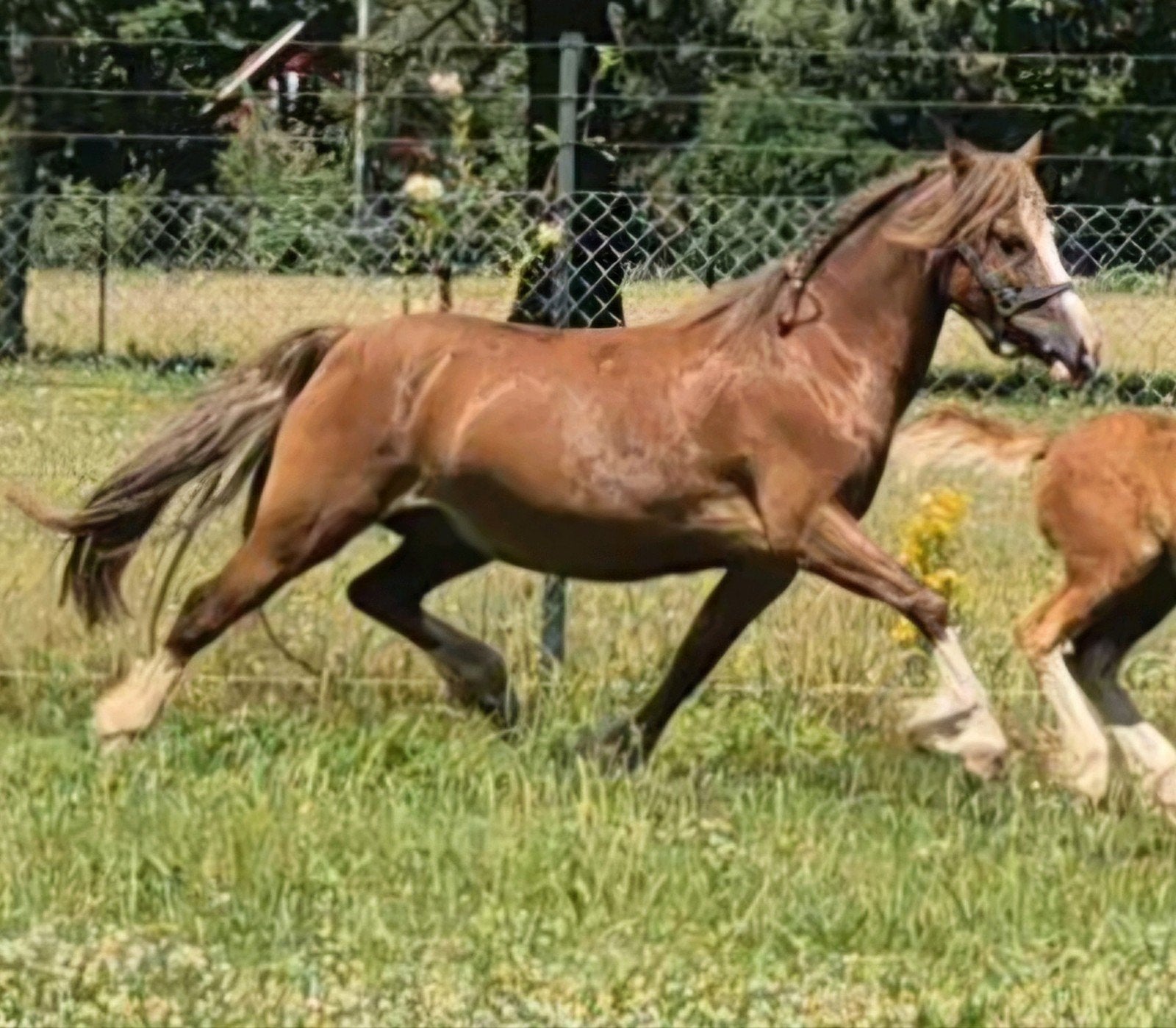 Prachtige Brave Welsh C merrie., Merrie, C pony (1.27m tot 1.37m), Met stamboom, 7 tot 10 jaar