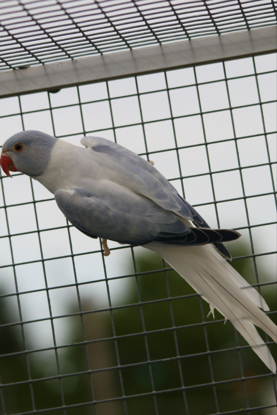 Halsbandparkiet Opaline Bleekstaart Violet man 2026, Dieren en Toebehoren, Mannelijk, Parkiet, Geringd