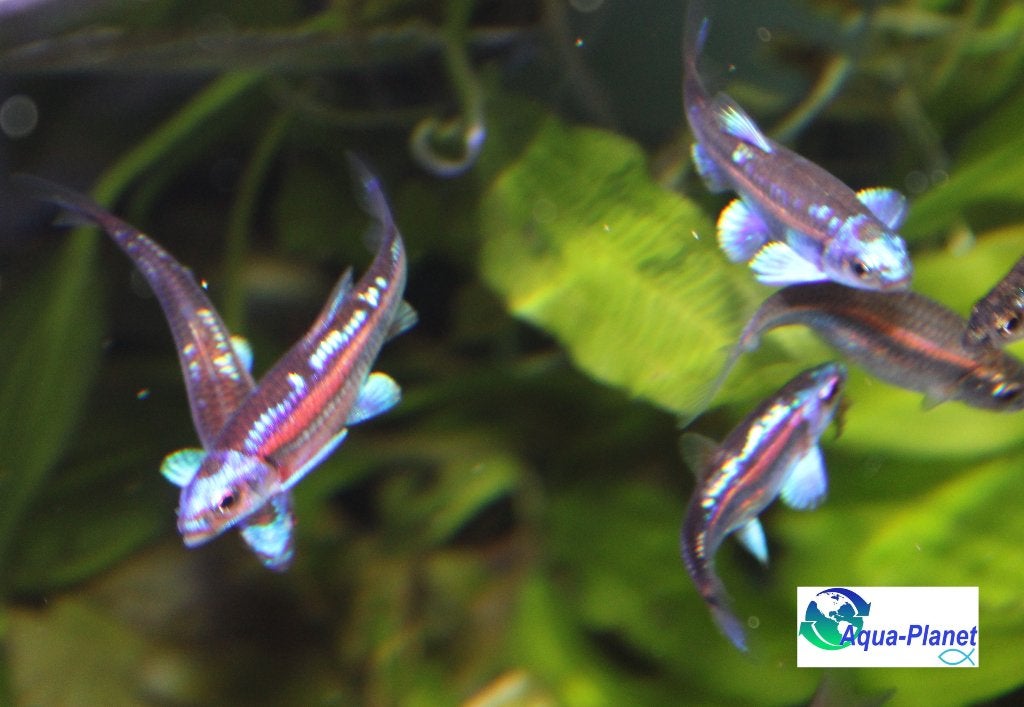 Rainbowshiners, Dieren en Toebehoren, Vissen | Aquariumvissen, Vis, Zoetwatervis, Schoolvis