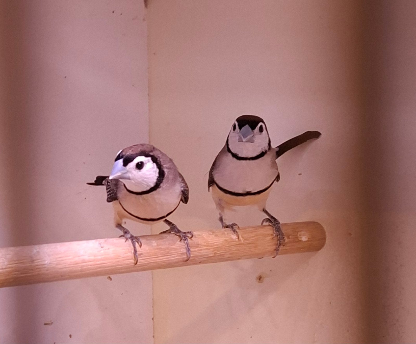 bichenows, Dieren en Toebehoren
