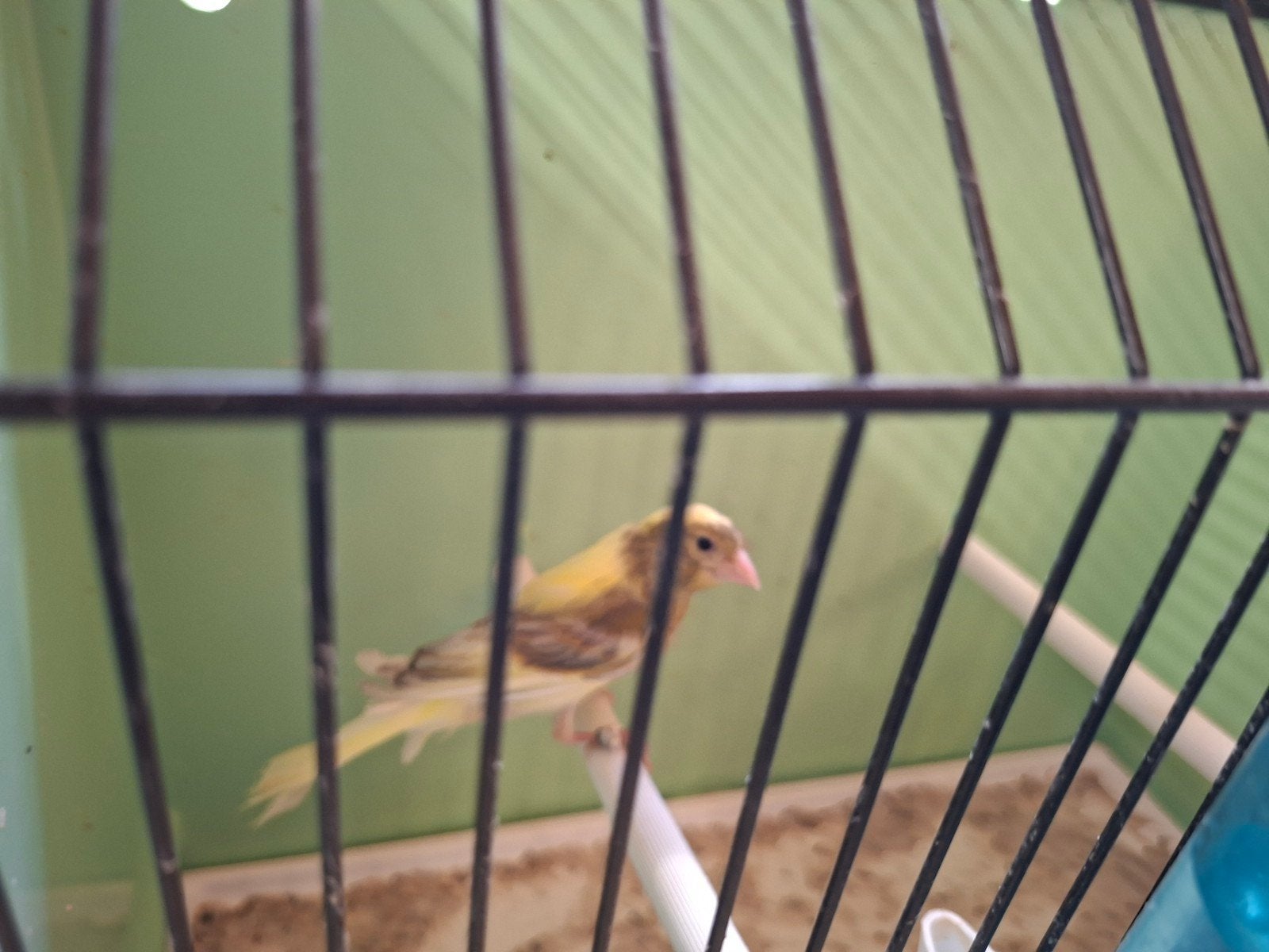 Raza kanarie, Dieren en Toebehoren, Vogels | Kanaries, Mannelijk, Zangkanarie