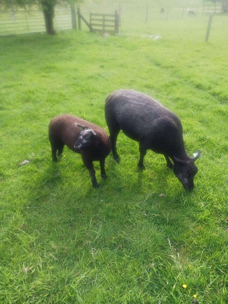Stamboek blauwe texelaar, Dieren en Toebehoren, Schapen, Geiten en Varkens, Vrouwelijk, Schaap