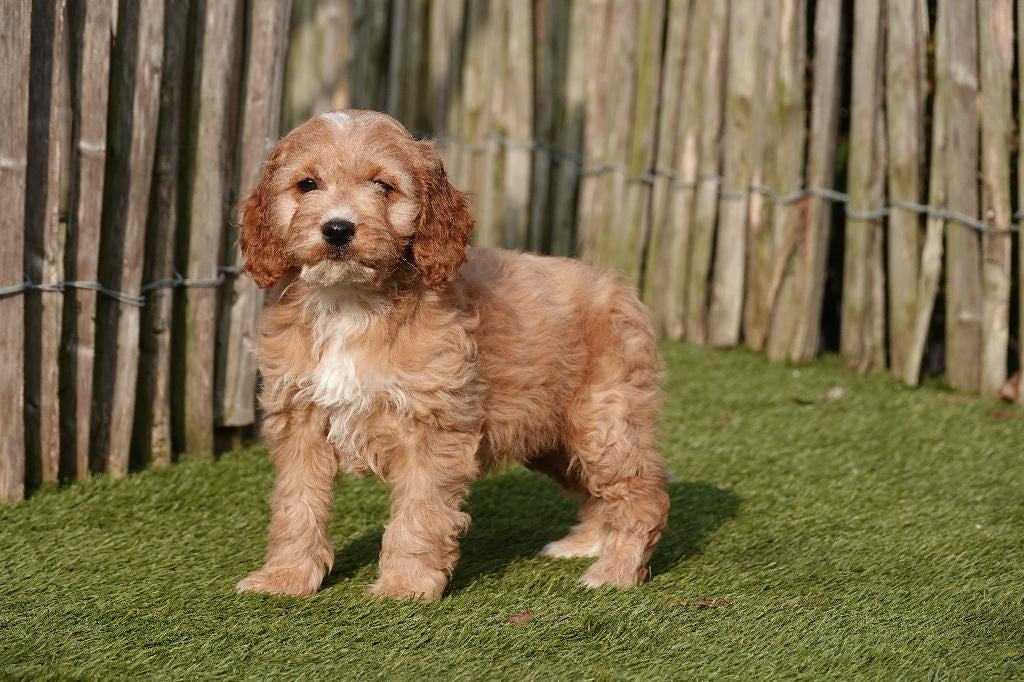 Prachtige Abrikoos, Abrikoos-witte en Sable Cockapoo pups, Dieren en Toebehoren, Parvo, België, 8 tot 15 weken, Meerdere