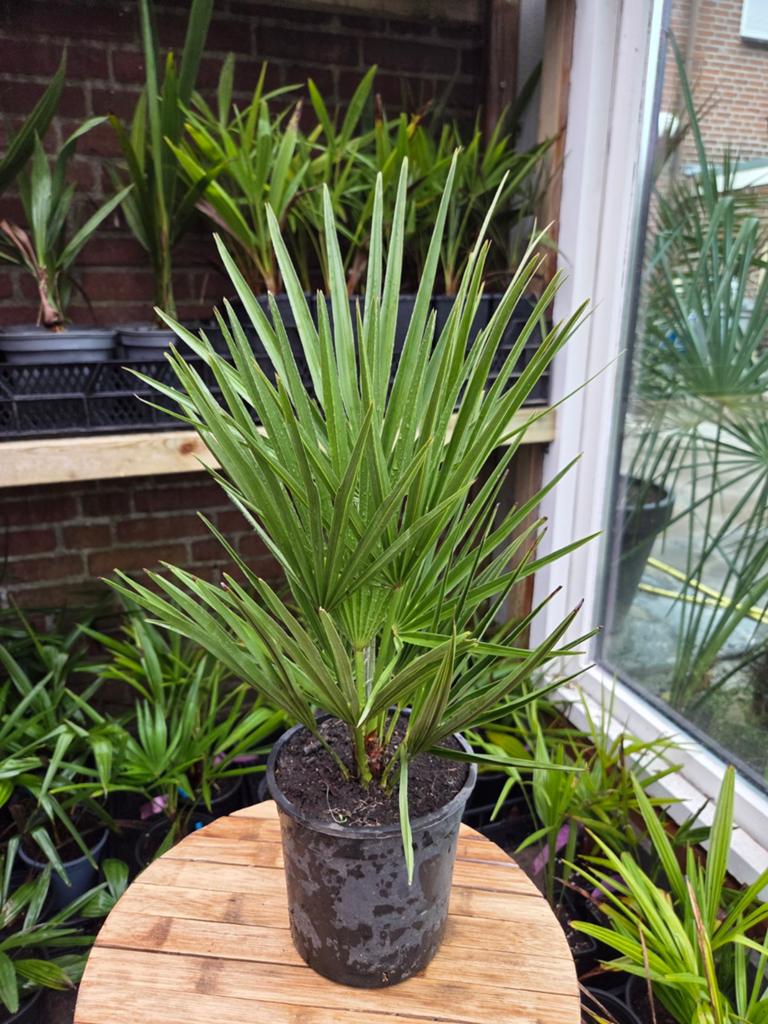 Chamaerops Humilis - Winterharde Dwergpalm, Tuin en Terras, Overige soorten, Volle zon, Vaste plant, Ophalen of Verzenden