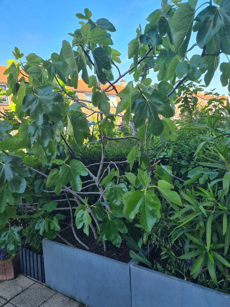 Grote Vijgenboom - Ficus carica, Volle zon, Vaste plant, Ophalen of Verzenden, Zomer