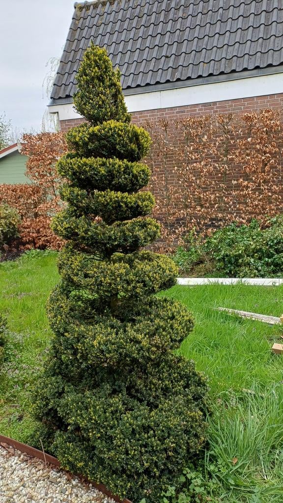 2 grote spiraal buxus (topiary), Ophalen, Bloeit niet, Halfschaduw, Overige soorten