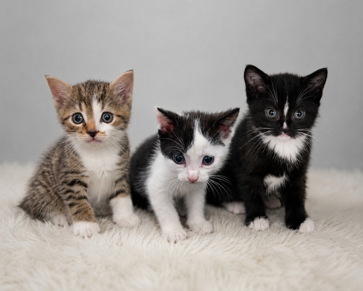 3  super lieve sociale kittens op zoek naar een thuis.