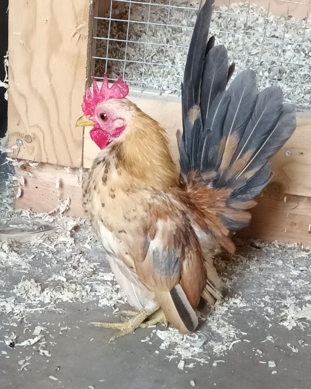 serama haantje, Dieren en Toebehoren, Pluimvee, Mannelijk, Kip