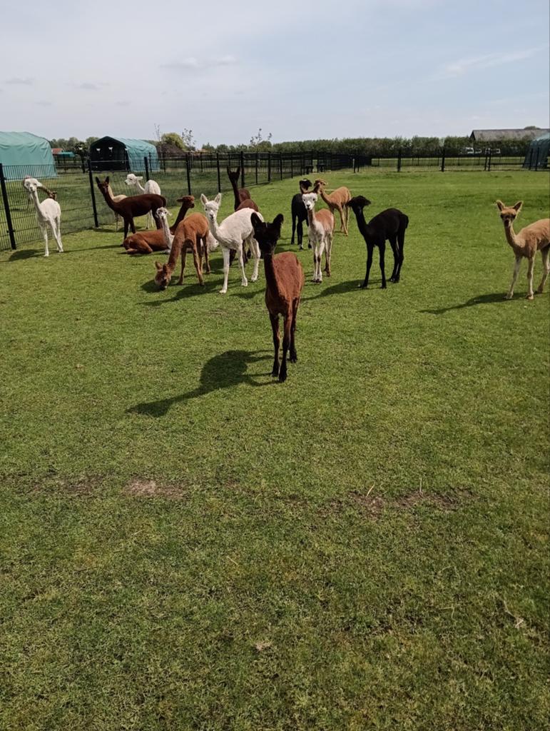 Jonge alpaca's, Juli, Meerdere dieren